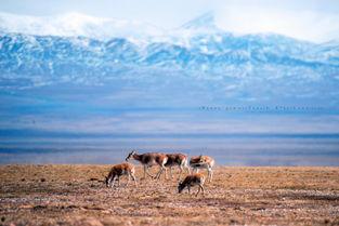 可可西里在线观看,在线观看之旅  第2张
